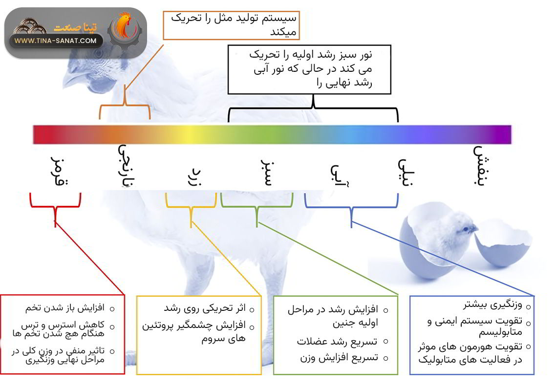 فیزیولوژی تاثیر رنگ نور 